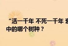 “活一千年 不死一千年 衰一千年 不死一千年”是蚂蚁森林中的哪个树种？
