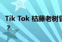 Tik Tok 枯藤老树昏鸦小桥流水的民谣是什么？
