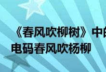 《春风吹柳树》中的下一句是什么？Tik Tok电码春风吹杨柳