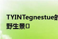 TYINTegnestue的木材观景小屋俯瞰挪威的野生景�