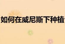 如何在威尼斯下种植合成石灰石般的支撑结构