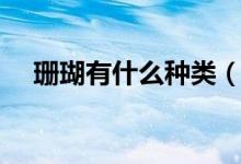 珊瑚有什么种类（珊瑚的种类图片大全）
