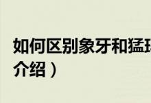 如何区别象牙和猛玛牙（象牙和猛玛牙的区分介绍）