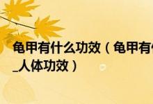 龟甲有什么功效（龟甲有什么功效作用  佩戴龟甲保健_养生_人体功效）