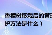 香樟树移栽后的管理方法（大香樟树移栽后管护方法是什么）