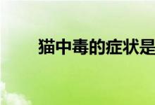 猫中毒的症状是啥（猫中毒的症状）