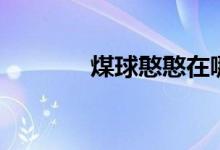 煤球憨憨在哪抓（煤球憨憨）