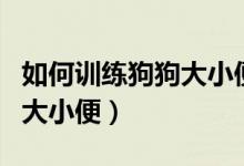 如何训练狗狗大小便主动找你（如何训练狗狗大小便）