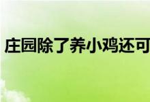 庄园除了养小鸡还可以做什么（庄园怎么玩）