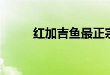 红加吉鱼最正宗做法（红加吉鱼）