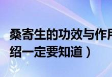 桑寄生的功效与作用及食用方法（桑寄生的介绍一定要知道）