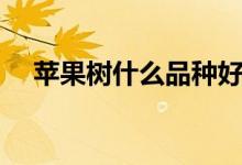 苹果树什么品种好（苹果树那些品种好）