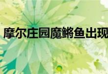 摩尔庄园魔鳉鱼出现时间（摩尔庄园魔鳉鱼）