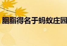 胭脂得名于蚂蚁庄园（笑到肚子疼蚂蚁庄园）