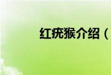 红疣猴介绍（来看看具体介绍）