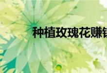 种植玫瑰花赚钱吗（种植玫瑰花）