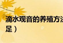 滴水观音的养殖方法和注意事项（确保营养充足）