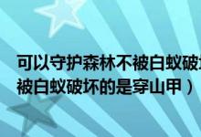 可以守护森林不被白蚁破坏的是什么动物（可以守护森林不被白蚁破坏的是穿山甲）