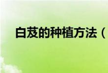白芨的种植方法（白芨的种植方法简述）