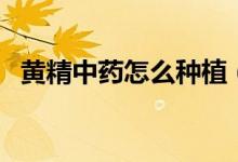 黄精中药怎么种植（黄精中药的种植方法）