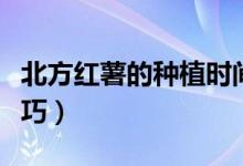 北方红薯的种植时间和方法（北方红薯种植技巧）