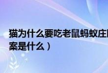 猫为什么要吃老鼠蚂蚁庄园（猫为什么要吃老鼠蚂蚁庄园答案是什么）