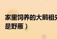 家里饲养的大鹅祖先是（家里饲养的大鹅祖先是野雁）