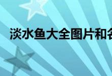 淡水鱼大全图片和名称解说（淡水鱼大全）