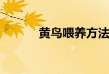 黄鸟喂养方法（黄鸟如何喂养）