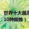 世界十大最漂亮的蜘蛛盘点（世界上最美丽的10种蜘蛛）