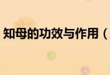 知母的功效与作用（知母的功效与作用详述）