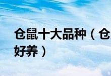 仓鼠十大品种（仓鼠有哪些种类 哪种仓鼠最好养）