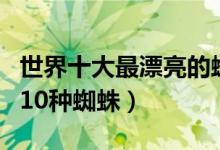 世界十大最漂亮的蜘蛛盘点（世界上最美丽的10种蜘蛛）