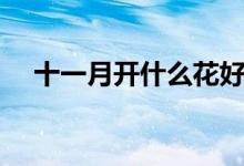 十一月开什么花好看（十一月开什么花）
