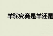 羊驼究竟是羊还是驼（羊驼的简单介绍）
