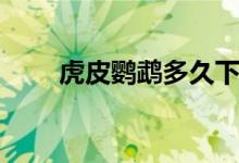 虎皮鹦鹉多久下蛋（虎皮鹦鹉繁殖）