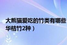 大熊猫爱吃的竹类有哪些（大熊猫最爱吃的竹叶是冷箭竹和华桔竹2种）
