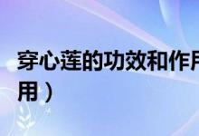 穿心莲的功效和作用（穿心莲有什么功效和作用）