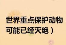 世界重点保护动物（十大最为濒危的动物榜首可能已经灭绝）