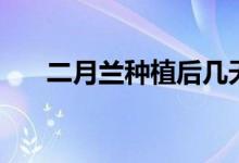 二月兰种植后几天发芽（二月兰种植）