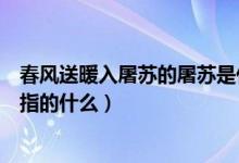 春风送暖入屠苏的屠苏是什么意思（春风送暖入屠苏的屠苏指的什么）