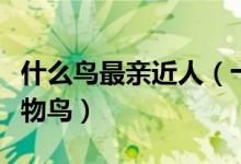 什么鸟最亲近人（十大粘人的鸟类最粘人的宠物鸟）