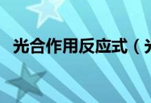 光合作用反应式（光合作用反应式是什么）