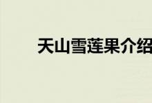 天山雪莲果介绍（天山雪莲果简介）