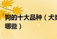 狗的十大品种（犬类品种大全宠物狗的品种有哪些）