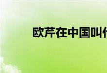 欧芹在中国叫什么（欧芹的简介）