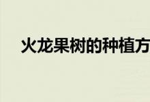 火龙果树的种植方法（如何种植火龙果）