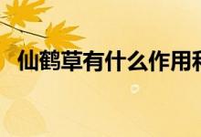 仙鹤草有什么作用和功效（仙鹤草的简介）