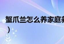 蟹爪兰怎么养家庭养法（蟹爪兰如何家庭养植）