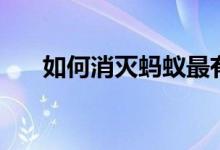 如何消灭蚂蚁最有效（如何消灭蚂蚁）